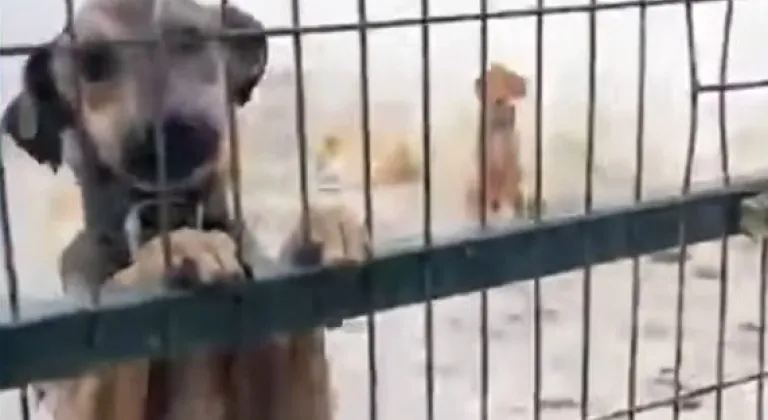 FOÇA BARINAĞI HERKESİ ŞOK ETTİ